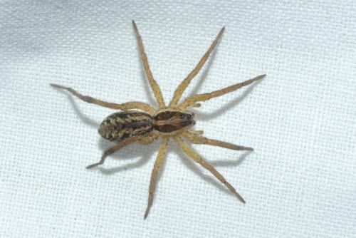 Hogna radiata